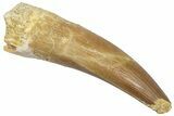 Fossil Plesiosaur (Zarafasaura) Tooth - Morocco #298278-1